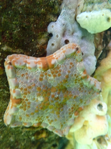 Tosia australis observed 2026-10-11