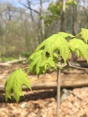 Synolabus bipustulatus