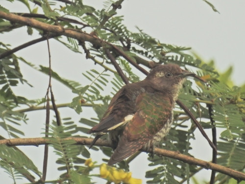 iNaturalist image