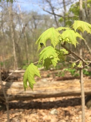 Synolabus bipustulatus