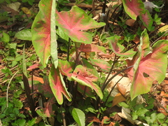 Caladium bicolor