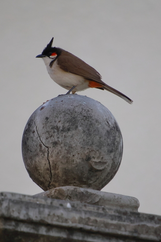 Red-whiskered Bulbul