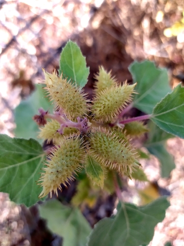 rough cocklebur