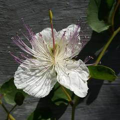 Capparis