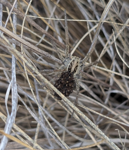 Radiated Wolf Spider