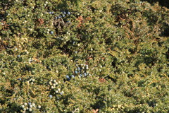 Juniperus communis hemisphaerica