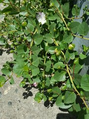 Capparis