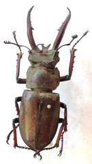 Lucanus planeti