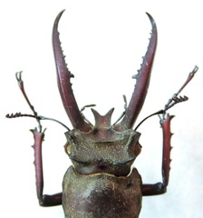 Lucanus planeti