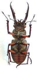 Lucanus planeti