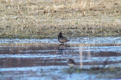 iNaturalist image