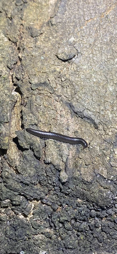 Portuguese Millipede