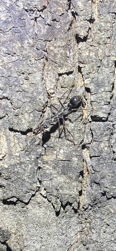 Inch Ant