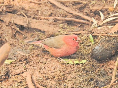 iNaturalist image