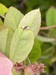 Amelanchier canadensis