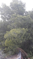Pinus halepensis