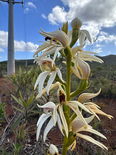 Megastylis gigas observed 2026-10-13