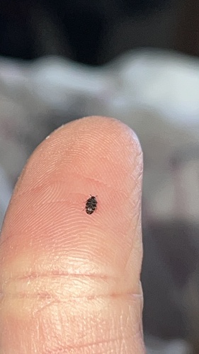 Australian Carpet Beetle