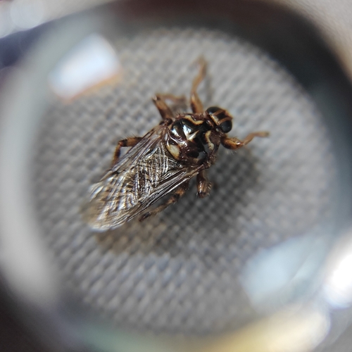 New Forest fly