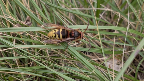 European Hornet