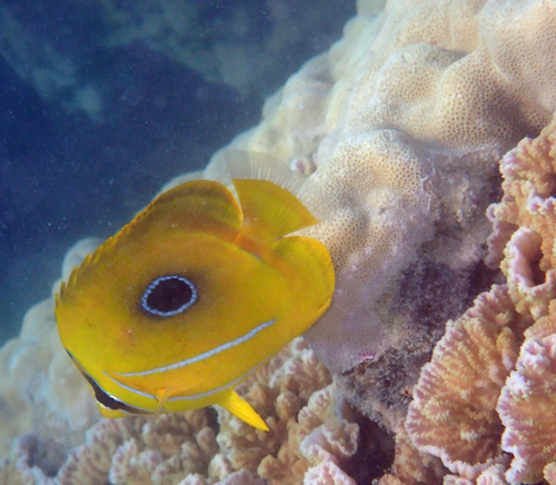 Chaetodon bennetti observed 2026-10-11