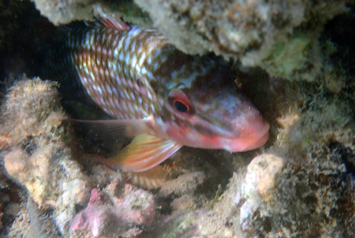 Parupeneus ciliatus observed 2026-10-11