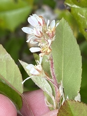Amelanchier canadensis