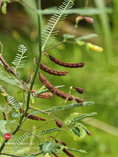 Aeschynomene indica observed 2026-10-03