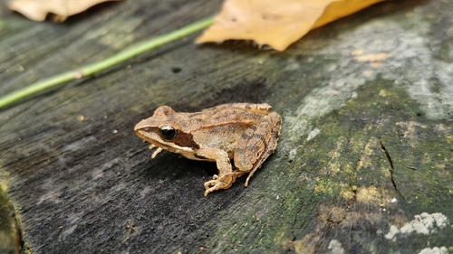 Agile Frog