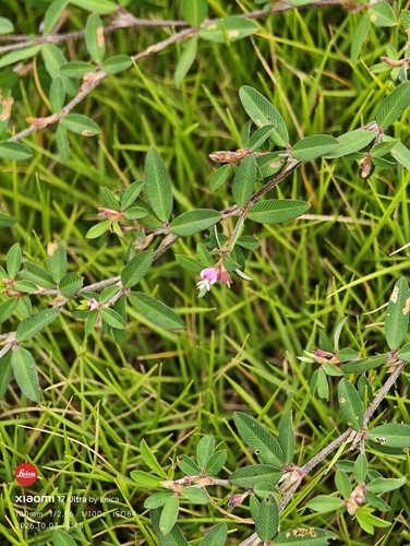 Japanese Clover