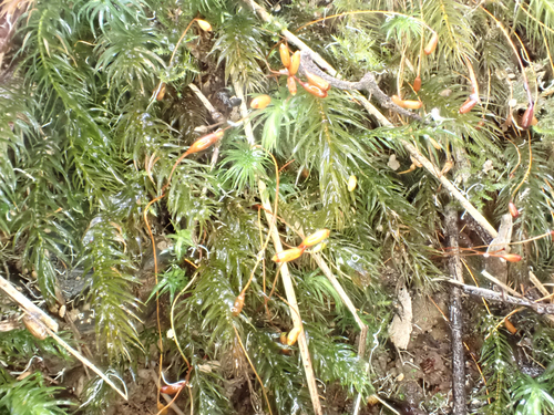 Pyrrhobryum spiniforme observed 2026-10-13