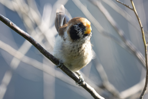 Spot-breasted Parrotbill