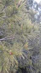 Pinus halepensis