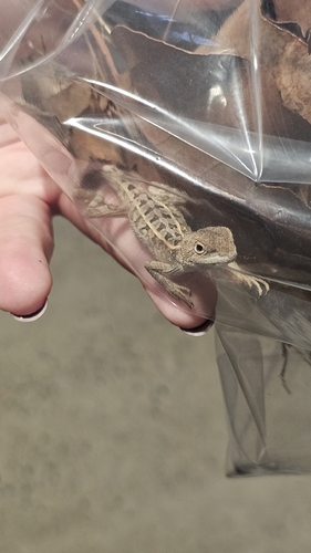 Diporiphora australis observed 2026-10-13
