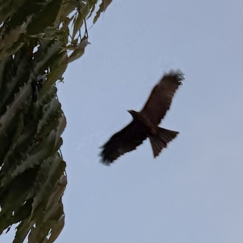 Black Kite
