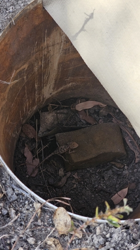 Diporiphora australis observed 2026-10-13