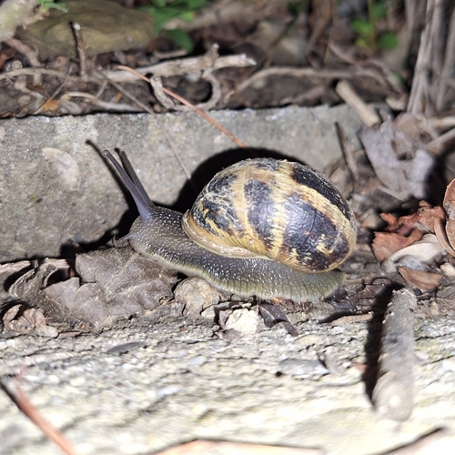 Garden Snail
