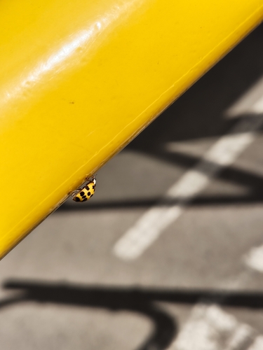 Asian Lady Beetle