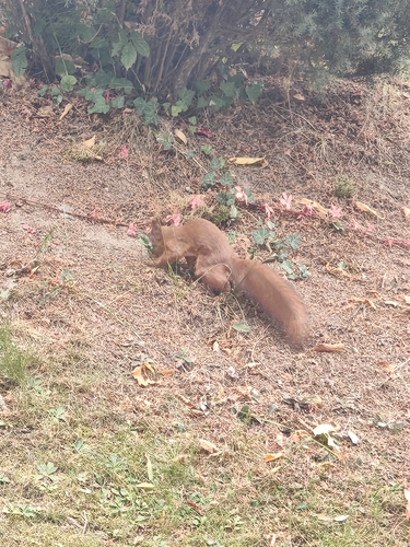 Eurasian Red Squirrel