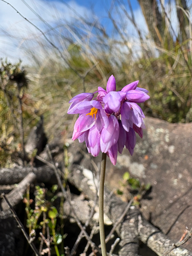Sowerbaea juncea observed 2026-10-08