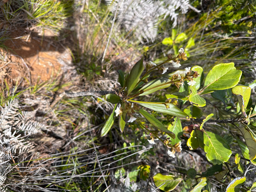 Scaevola beckii observed 2026-10-13