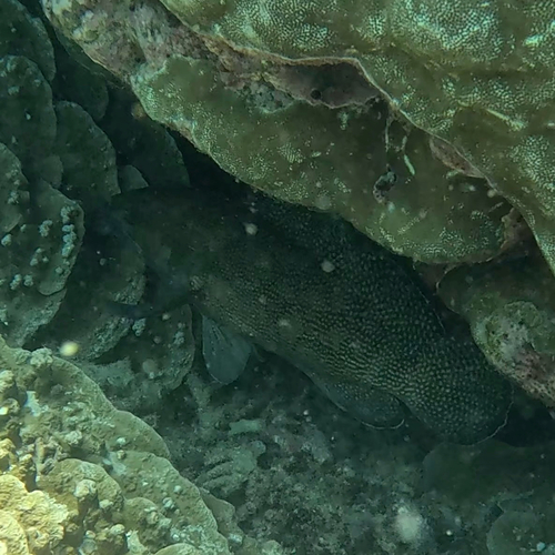 Epinephelus ongus observed 2026-10-12