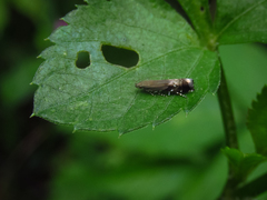 Lepidoptera