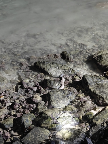 Gymnothorax pictus observed 2026-10-12
