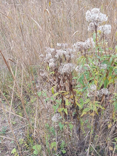 hemp agrimony