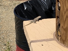 Sceloporus tristichus