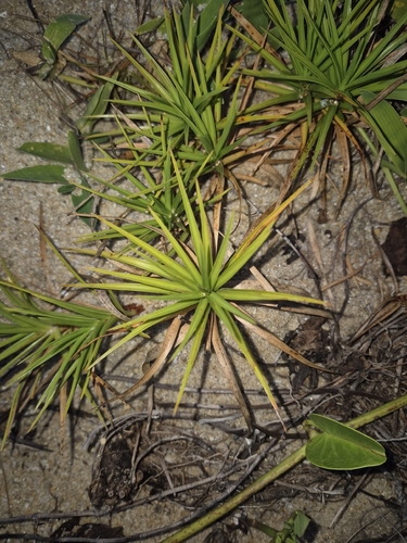 Cyperus pedunculatus observed 2026-10-13