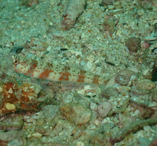 Amblyeleotris periophthalma observed 2026-10-10