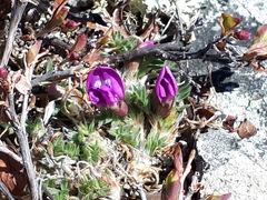 Oxytropis huddelsonii