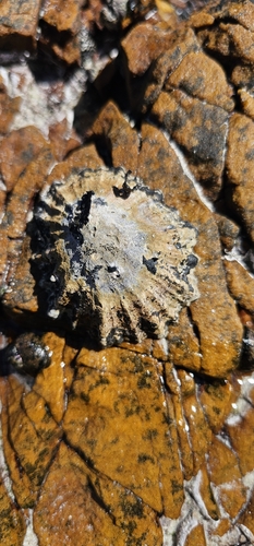 Cymbula oculus observed 2026-10-11